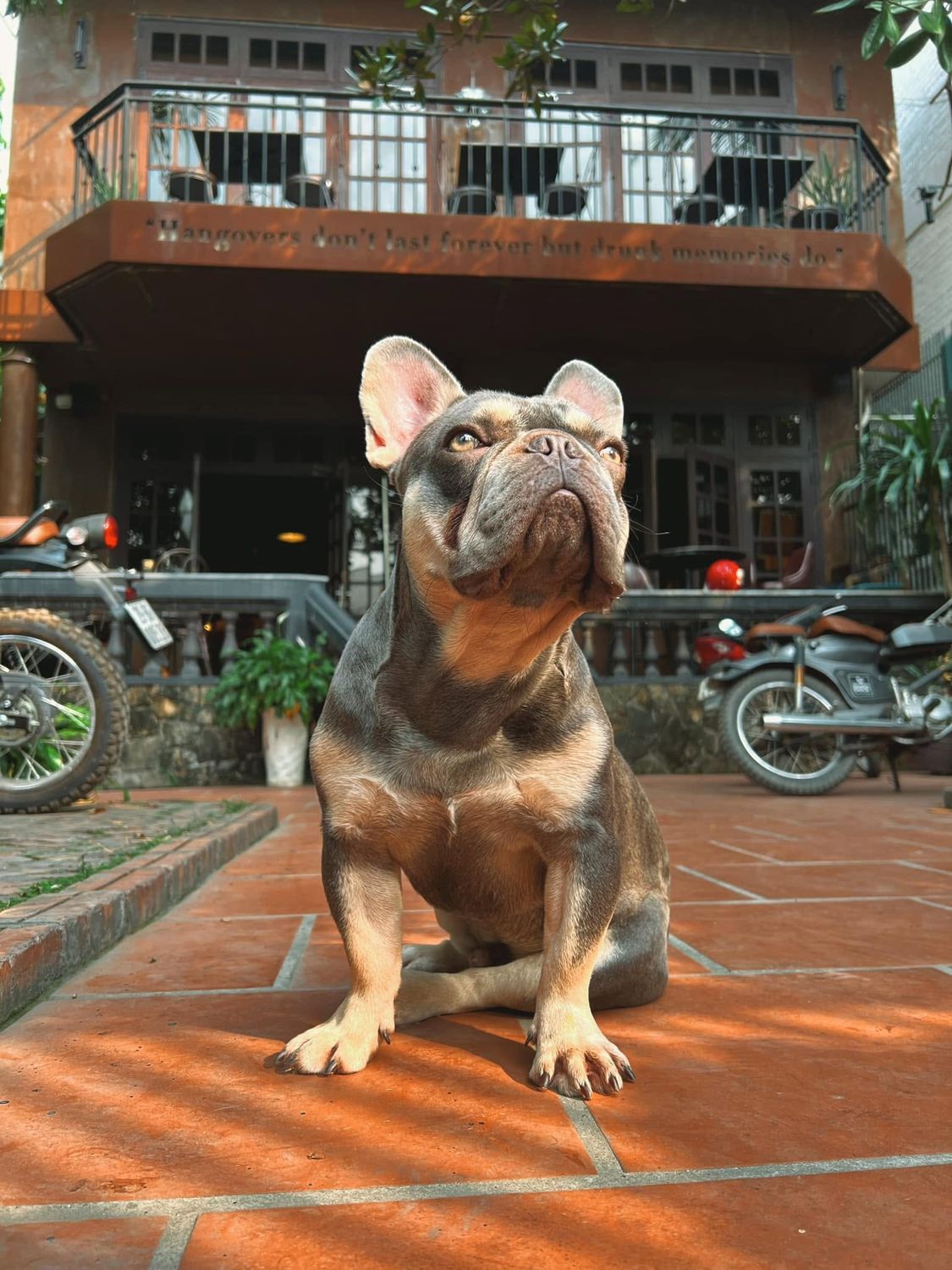 The house French bulldog sitting in front of the restaurant