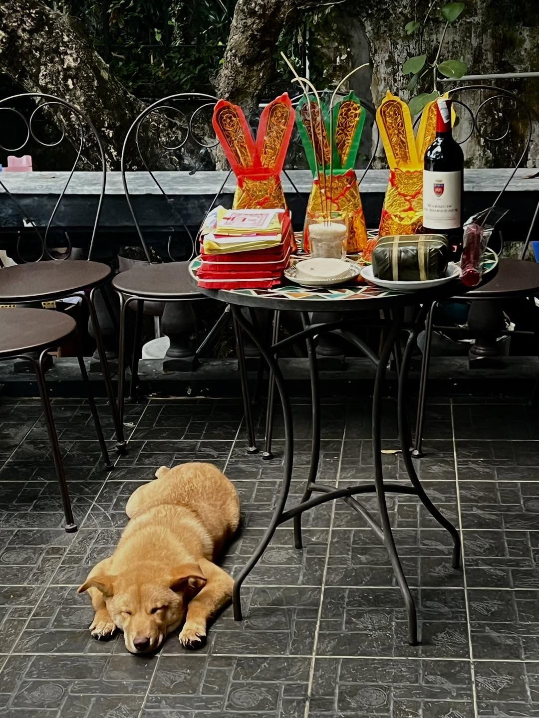 A Tết offering table with Vàng, a Bắc Hà bobtail dog, asleep beneath it